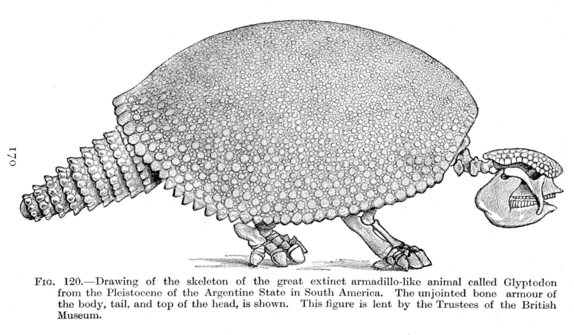 Glyptodon Skeleton