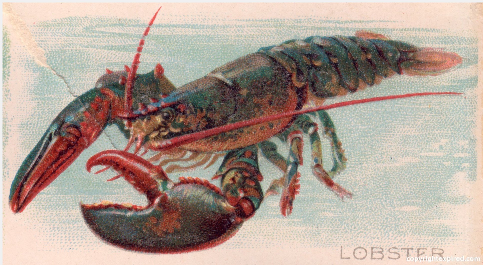 Lobster