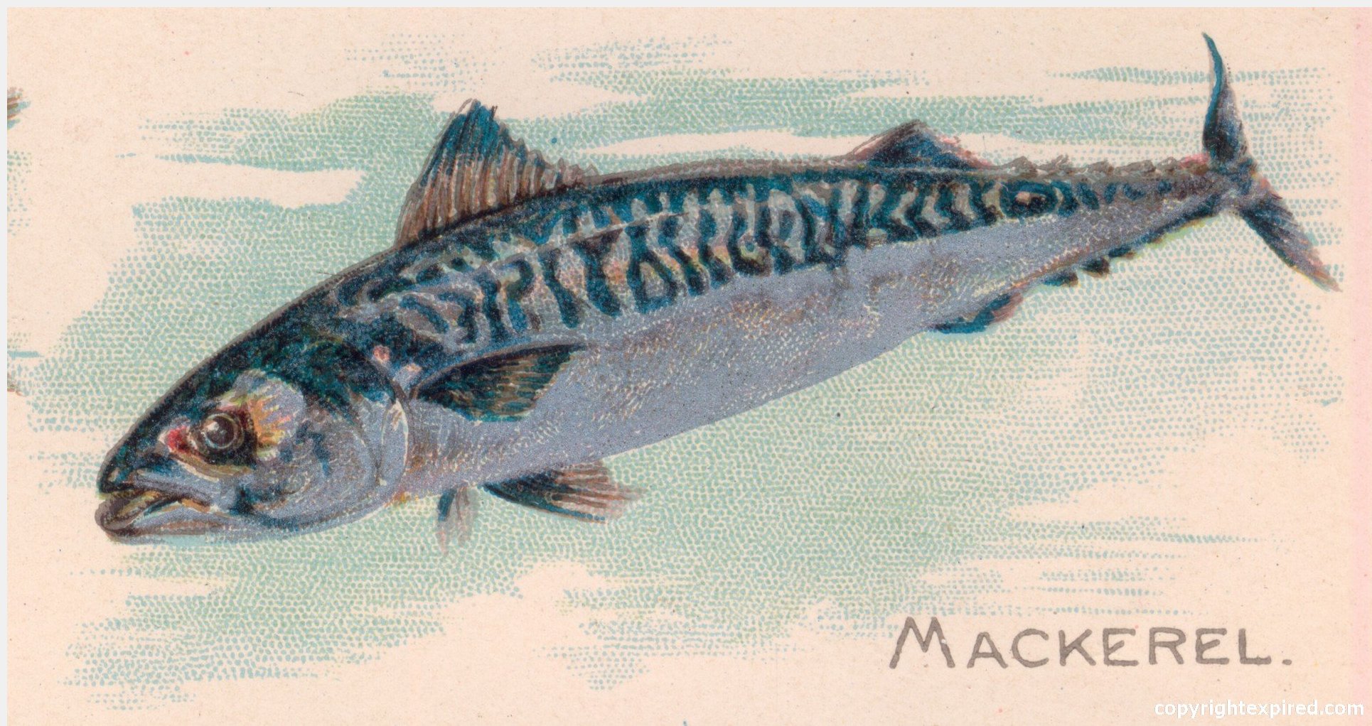 Mackerel