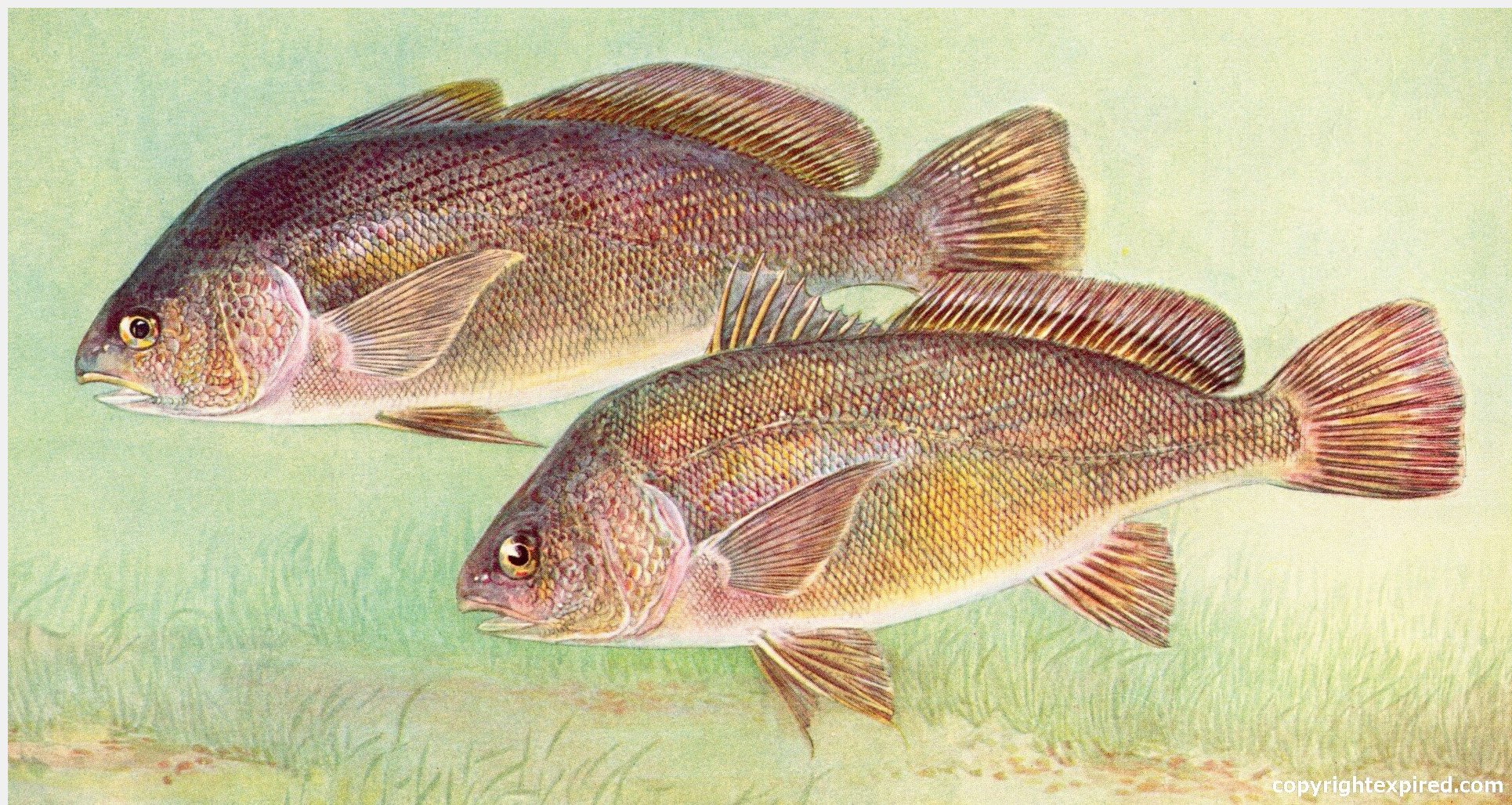 Antique Fish Illustrations for Crafts, School, Brochures, Clip Art ...